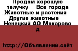 Продам хорошую телучку. - Все города Животные и растения » Другие животные   . Ненецкий АО,Макарово д.